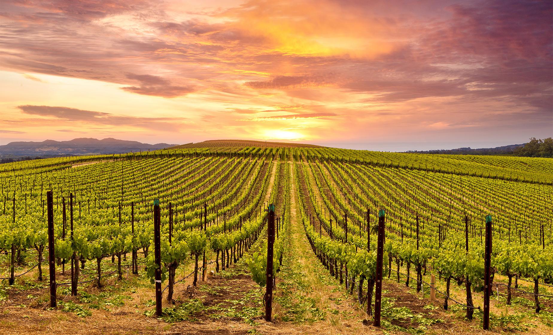 Casablanca Valley wine country