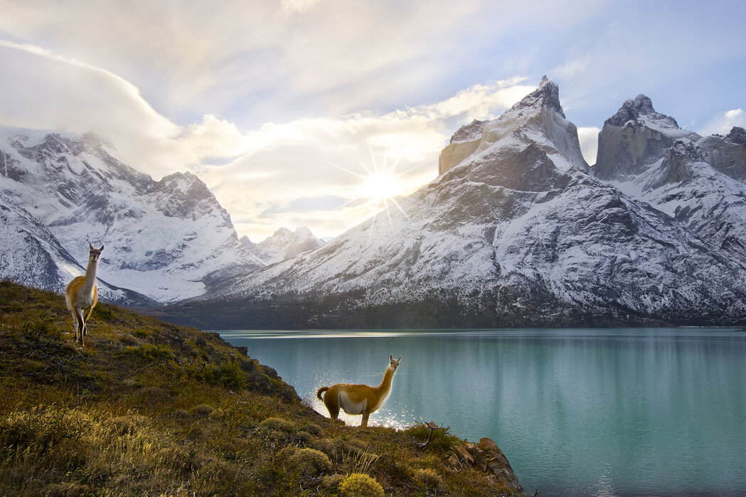 Guanaco and condor drive