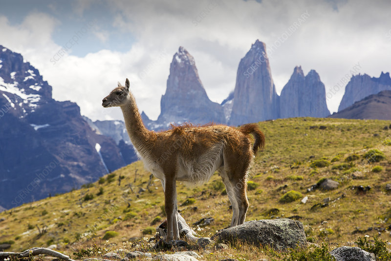 Torres del Paine glimpse 2