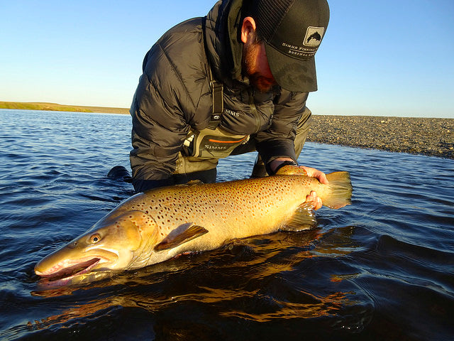 Sea-run brown trout