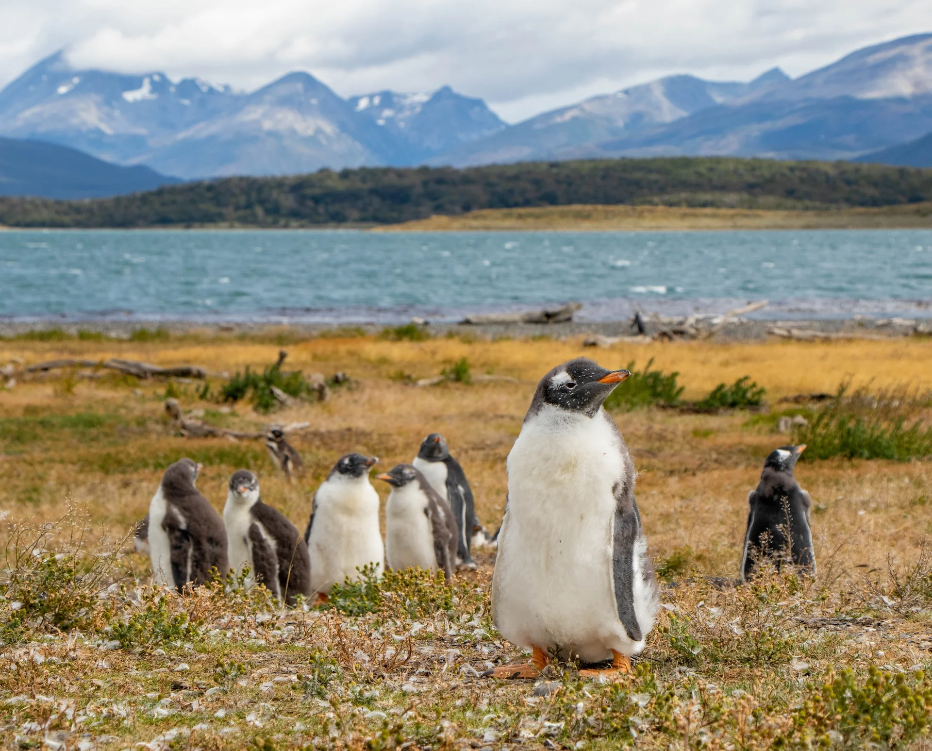Magellanic penguin colony